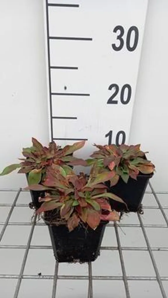 Lot de 6 Goniolimon tataricum (Limonium) en godets de 9cm pour massif