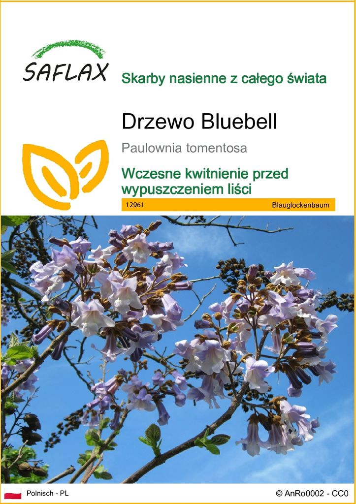 SAFLAX - Drzewo Bluebell - 200 Nasiona - Paulownia Zdjęcie produktu 