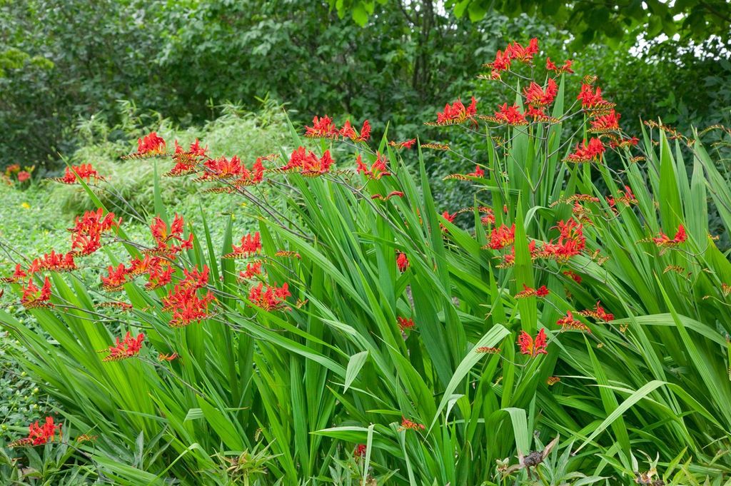 Crocosmia x crocosmiiflora 'Lucifer', Montbretie, leuchtend rot, ca. 11x11 cm Topf