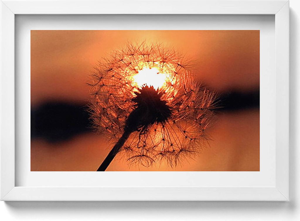 Schmeißfliege bei Sonnenuntergang– Wandbild mit Rahmen – Gerahmtes Bild – Wanddekoration – 30x20 cm – Weiß Rahmen