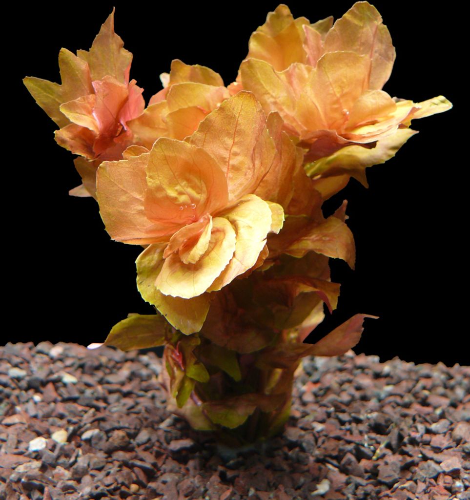 2 Bund Dichtblättrige Rotala (Rotala Macrandra)