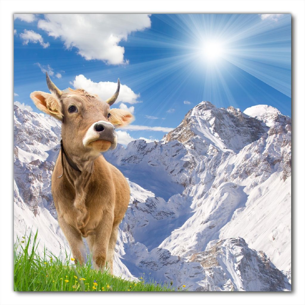 Wallario selbstklebende Möbelfolie/ Tischdecke für Innen und Außen, Größe: 70 x 70 cm - Kuh im Sonnenschein in den Alpen