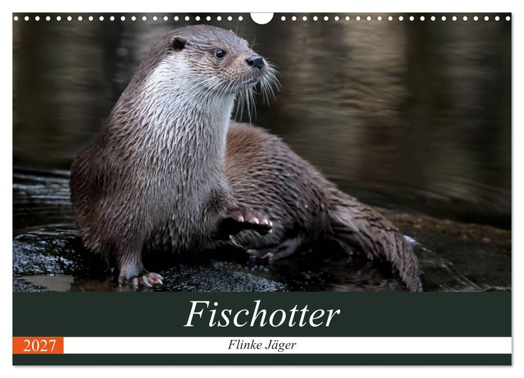Fischotter, flinke Jäger (Wandkalender 2027 DIN A3 quer), CALVENDO Monatskalender