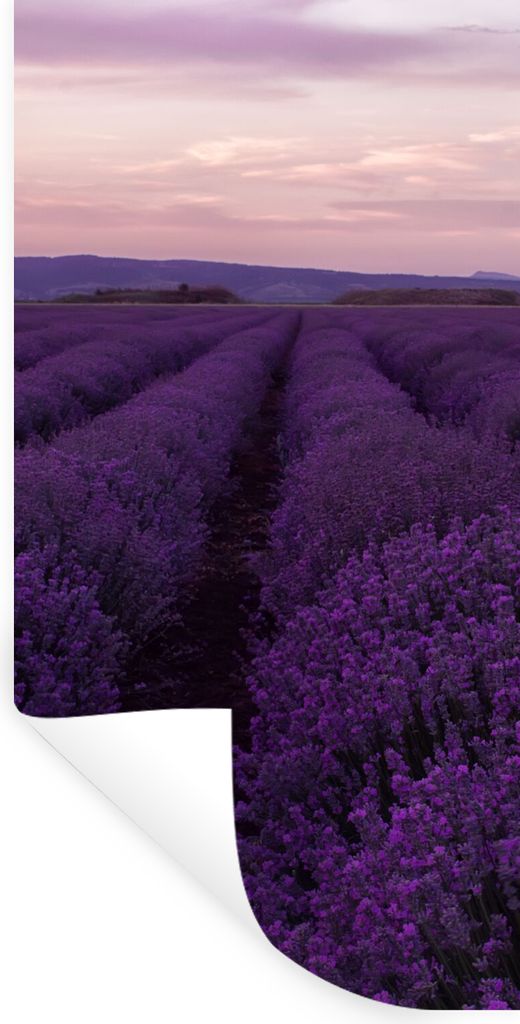 MuchoWow Wandtattoo Wandsticker Wandaufkleber Lavendel - Lila - Blumen - Natur 40x80 cm Selbstklebend und Repositionierbar - Repositionierbar - W...