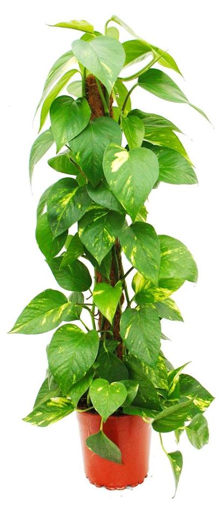 Epipremnum aureum, břečťan na mechové tyči Obrázek produktu 