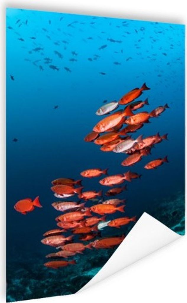 MuchoWow Poster Fisch - Rot - Ozean 40x60 cm - Plakate für die Wand - Poster Babyzimmer