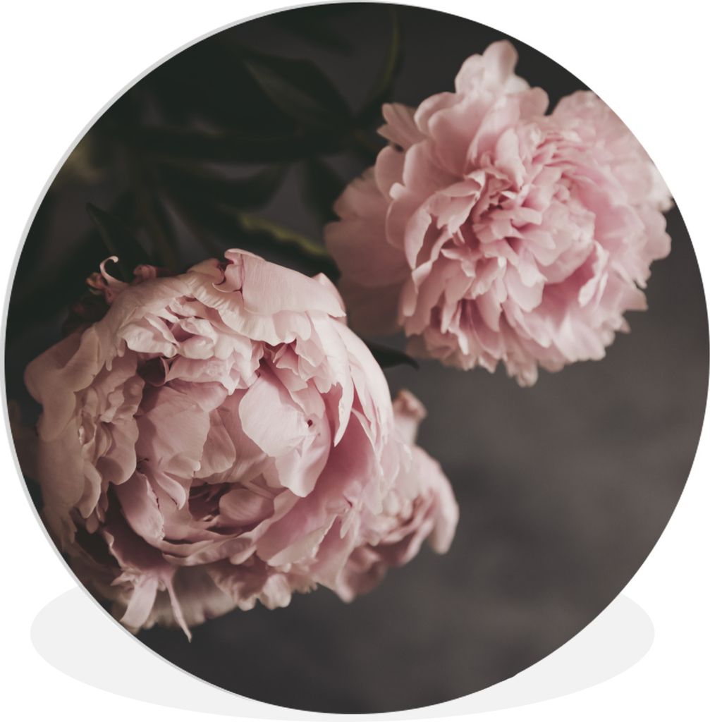 MuchoWow Rundes Wandbild - Runde Bilder Zwei rosa Pfingstrosen Ø 90 cm Kreis Wanddekoration Kunststoff - Wandkreis - Wandschmuck - Wand-Kreis - ...
