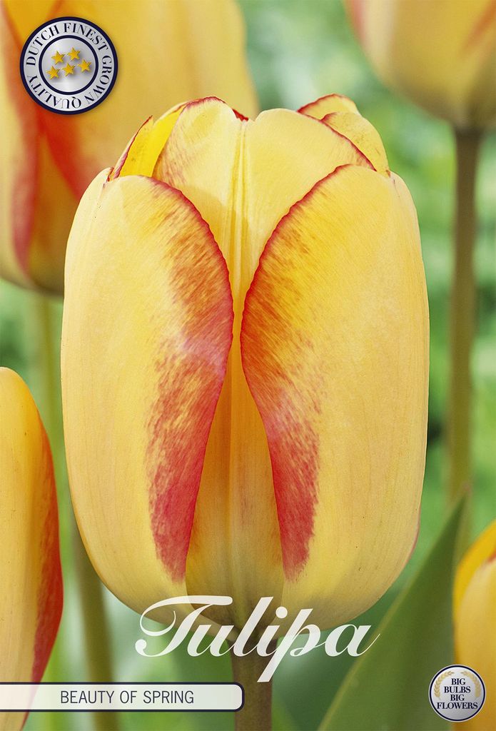 Artikelbild 2 von 'Tulpe Beauty of Spring (10 Stück)' aus der Kategorie Tulpenzwiebeln