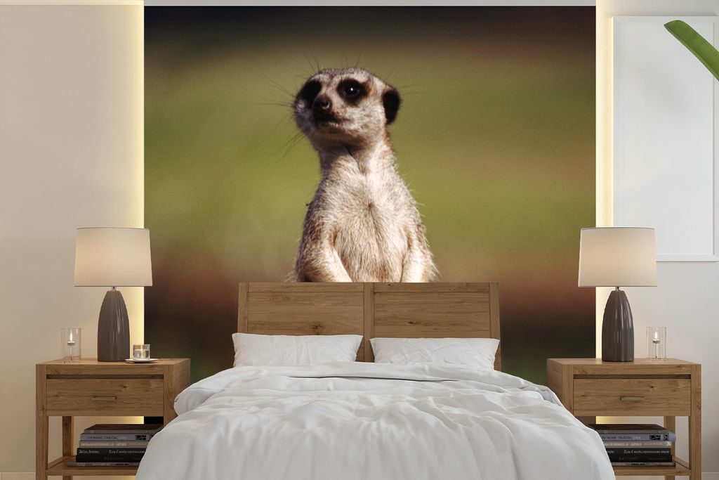 MuchoWow Fototapete für Wohnzimmer oder Schlafzimmer Wandtapete Vinyl Motivtapete Erdmännchen - Tier - Spiel - 280x280 cm - Hintergrundbild