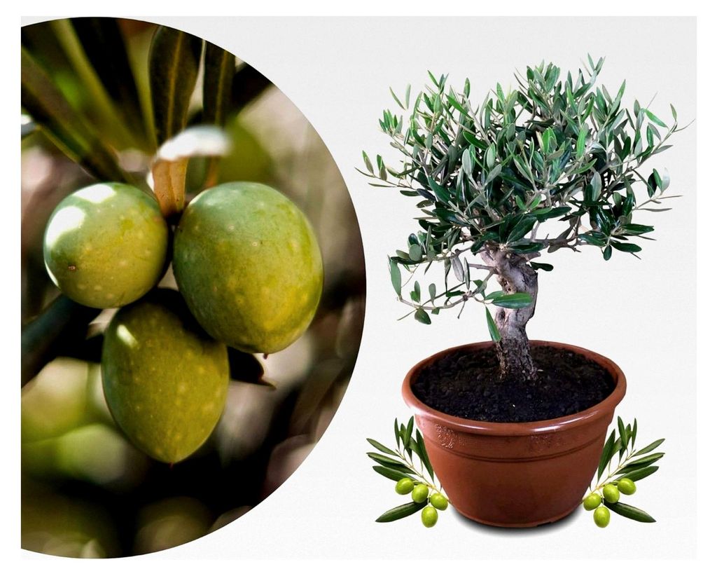 Olivenbaum Bonsai - echtes Olivenbäumchen - Olea Europaea - altes Olivenstämmchen in der Schale