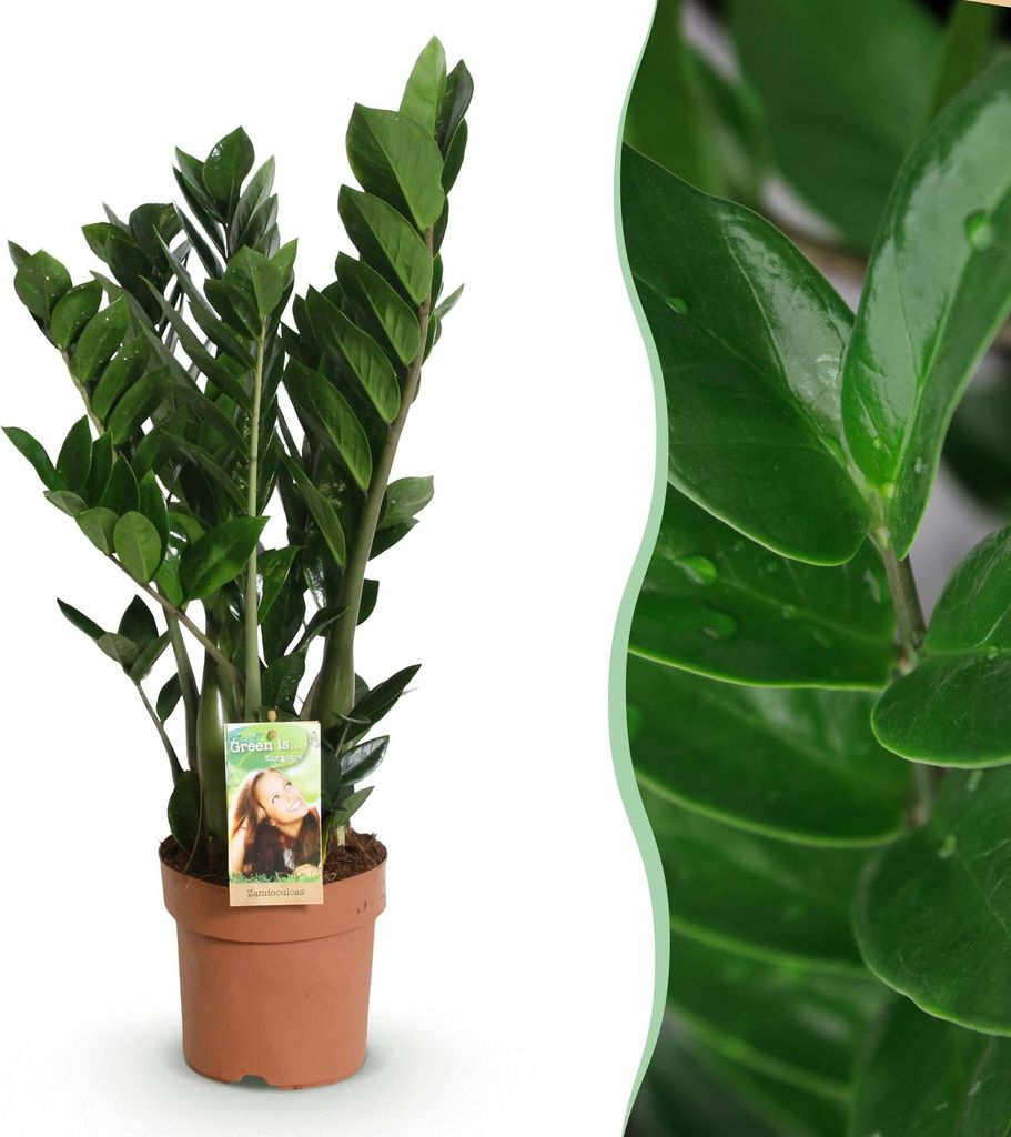 Green boutiQ - Zimmerpflanzen - Zamioculcas - ZZ-Pflanze - Wenig Pflege - Grün - 1 Pflanze - Topf 17cm - Höhe 65-75cm