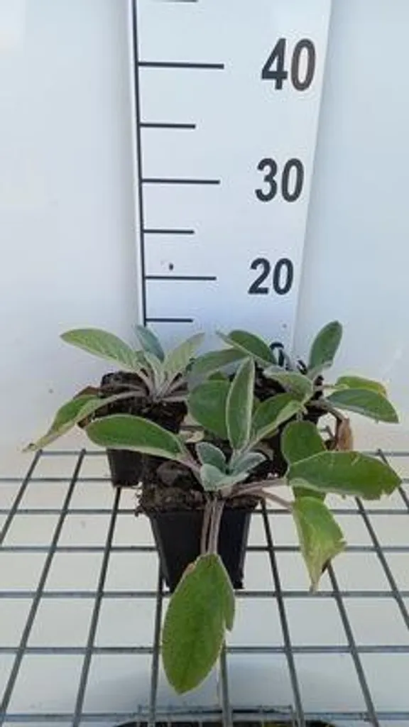 Couvre-sol Anti-Mauvaises Herbes Stachys Big Ears - 6 Pots de 9 cm