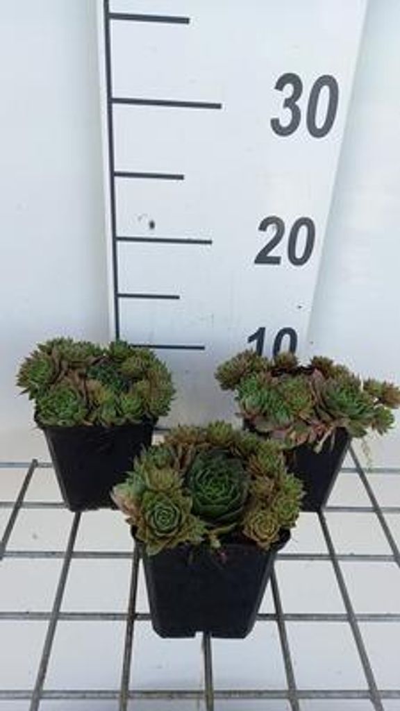 6 x Sempervivum hybr. 'Othello' - Hauswurz - Topf 9 x 9 cm