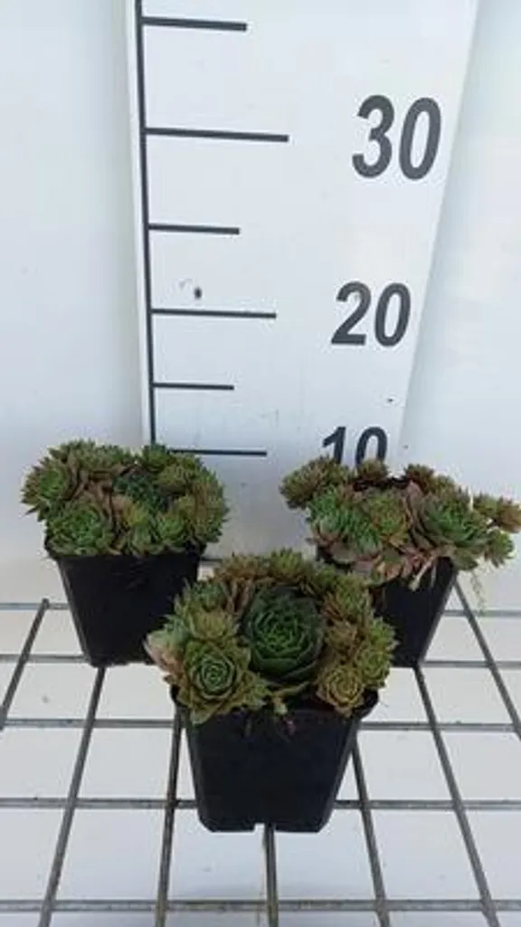 Sempervivum Othello : 6 Joubarbes increvables sans arrosage