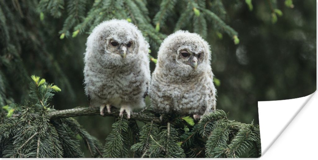 MuchoWow Poster Zwei kleine Eulen 40x20 cm - Poster für die Wand - Poster Schlafzimmer