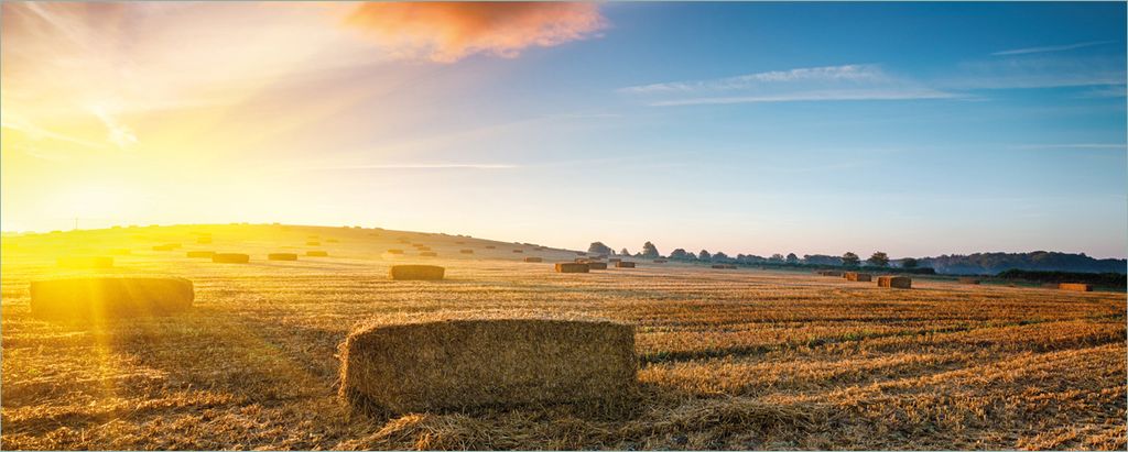Wallario Poster - Stroh auf dem Feld bei untergehender Sonne, Kunstdruck Größe: 50 x 125 cm