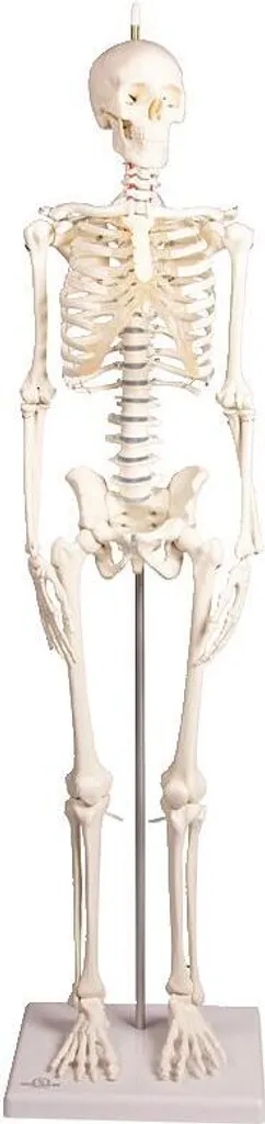 Modèle de squelette humain Paul miniature pour bureau et étude médicale