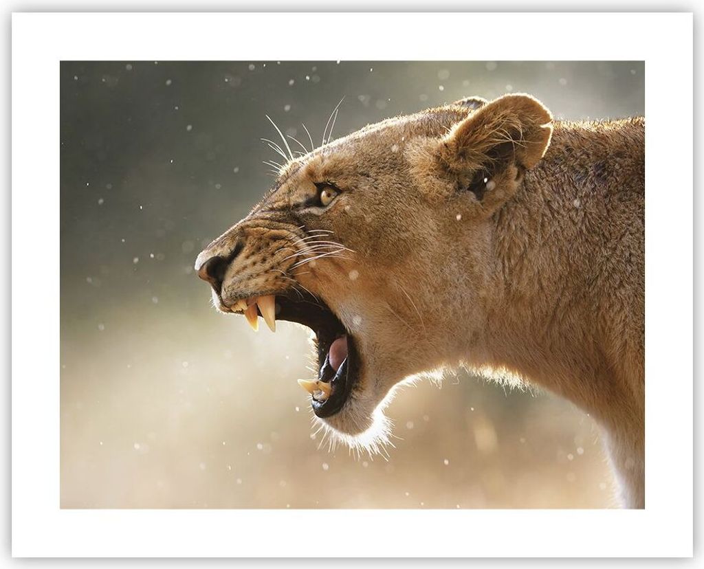 Poster - Poster ohne Rahmen - Löwe Löwin Reißzähne - 50x40 cm - Wand Bild - Wanddeko - Wandbilder - Kunstposter - Wandposter - Bilder - Kunstdr...