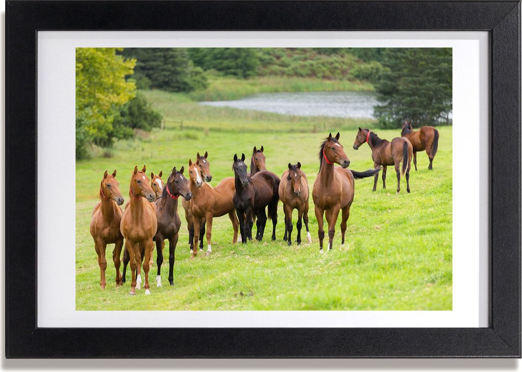 Bild 30x20 MDF-Rahmen, Wandkunst Herde von Pferden auf der Wiese