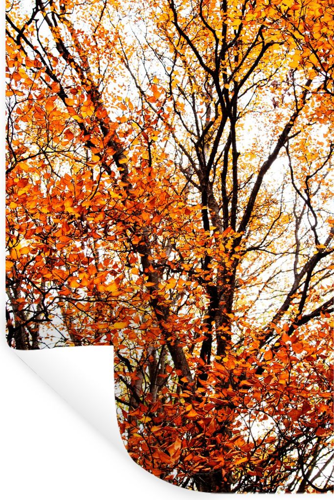 MuchoWow Wandtattoo Wandsticker Wandaufkleber Wald - Herbst - Jahreszeiten 40x60 cm Selbstklebend und Repositionierbar - Wierderverwendbar - Selb...