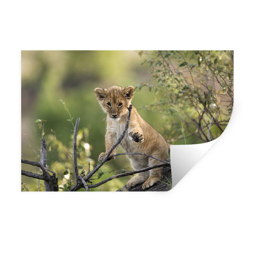 MuchoWow Wandtattoo Wandsticker Wandaufkleber Löwe - Junge - Zweige 60x40 cm Selbstklebend und Repositionierbar - Wierderverwendbar - Selbstklebend