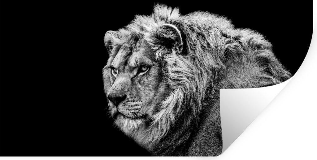 MuchoWow Wandtattoo Wandsticker Wandaufkleber Löwe - Porträt - Wildtiere - Schwarz - Weiß 80x40 cm Selbstklebend und Repositionierbar - Aufkleber
