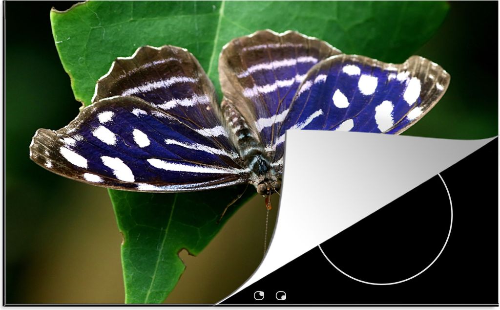 KitchenYeah Herdabdeckplatte Blauer Meerbusenfalter , 80x52cm, Küche Deko, Glaskeramikfeld Herdabdeckung, Abdeckplatte fùr Kochfeld