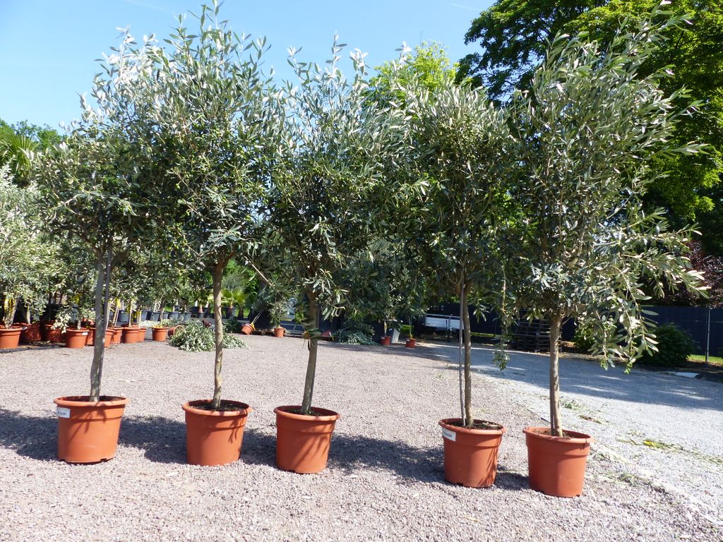 Olivenbaum "Mexikanische Olive" 150-180 (Gesamthhe inkl. Topf) 26cm Topf