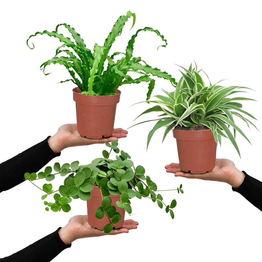 Hängende Zimmerpflanzen Katzenliebe - Nestfarn, Grünlilie & Zwergpfeffer - Tierfreundliches Set Höhe 15-30 cm | Töpfe 10,5-12 cm | Green Me Up