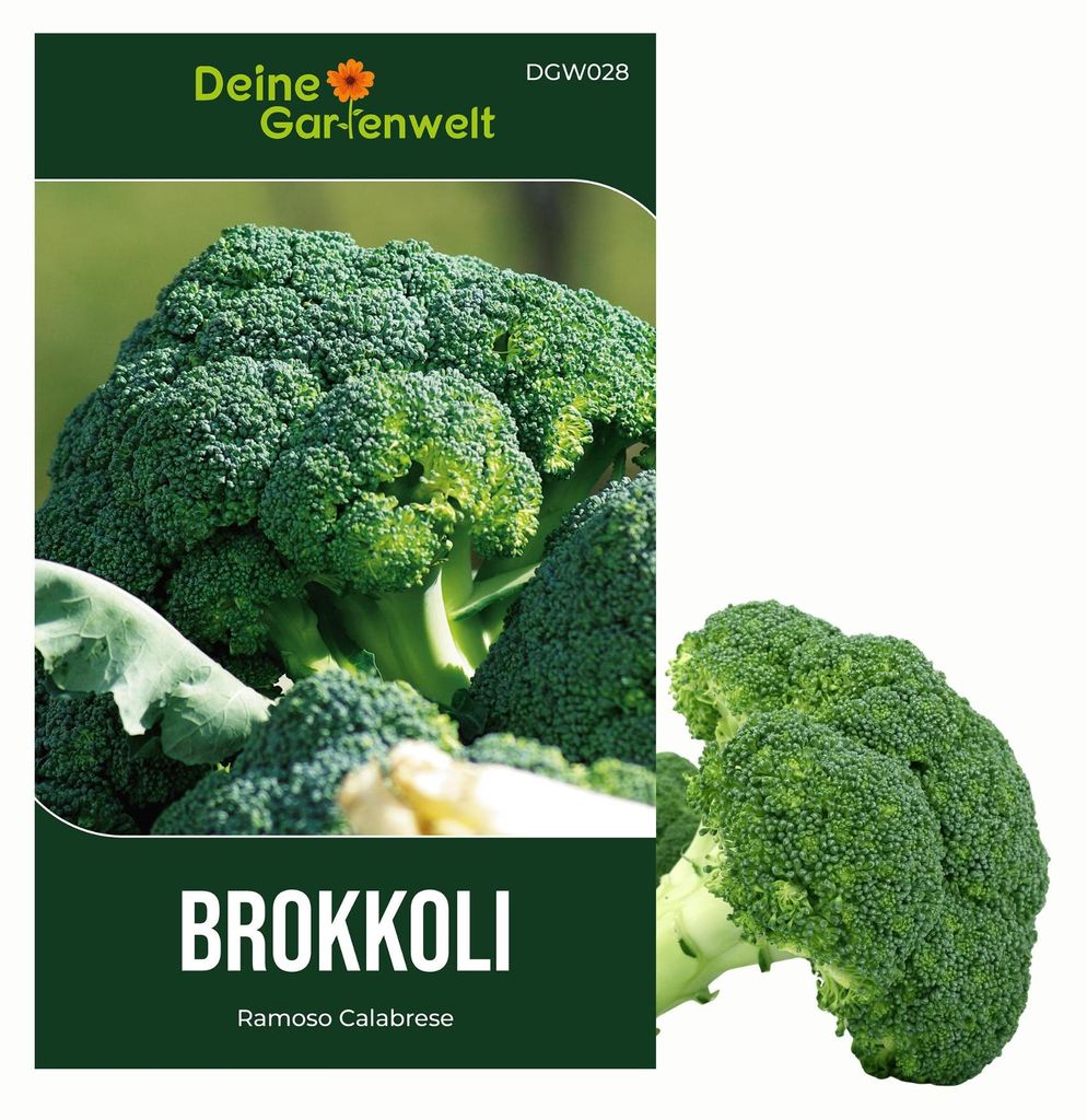Brokkoli Ramoso Calabrese Samen - Brassica oleracea - Produktbild 