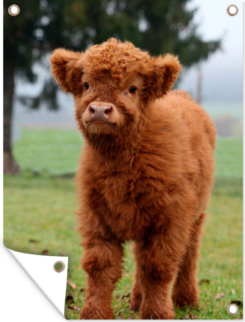 MuchoWow 90x120 cm Outdoor-Poster Gartendeko Sichtschutz Garten Poster für den Garten Scottish Highlander - Kalb - Gras