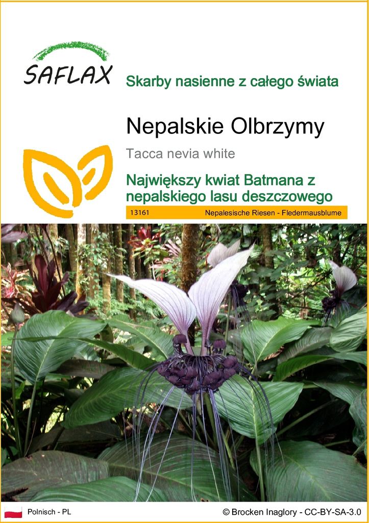 SAFLAX - Nepalskie Olbrzymy - 10 Nasiona - Tacca nevia Zdjęcie produktu 