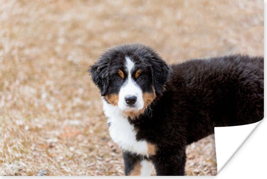 MuchoWow Poster Berner Sennenhund Welpe am Morgen 120x80 cm - Bilder