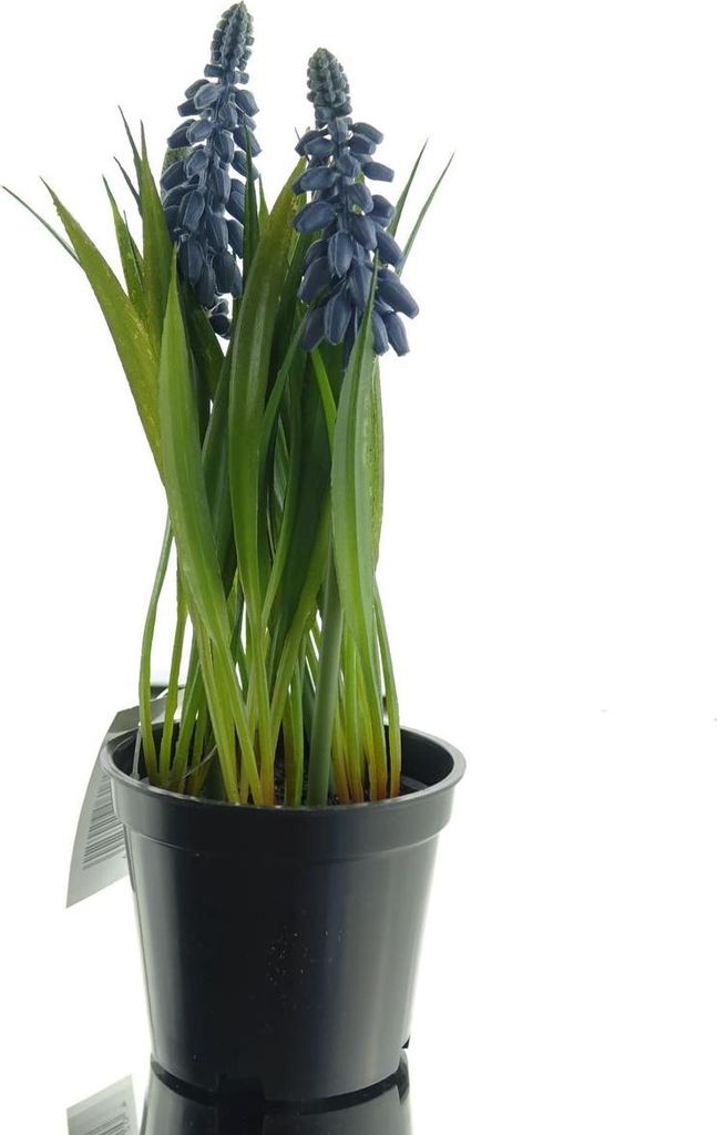 DEKO FLORALE Traubenhyazinthen in schwarzem Pflanztopf - Kunstblumen