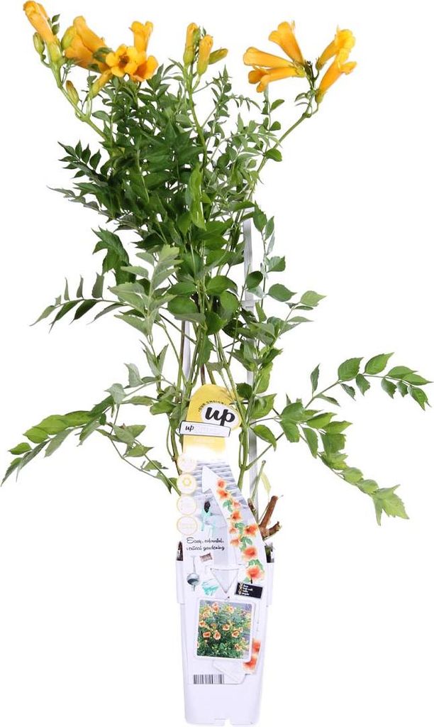 Bloomique - Campsis radicans 'Flava' - Bignone jaune - Image du produit 