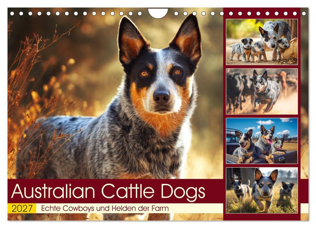 Australian Cattle Dogs. Echte Cowboys und Helden der Farm (Wandkalender 2027 DIN A4 quer), CALVENDO Monatskalender