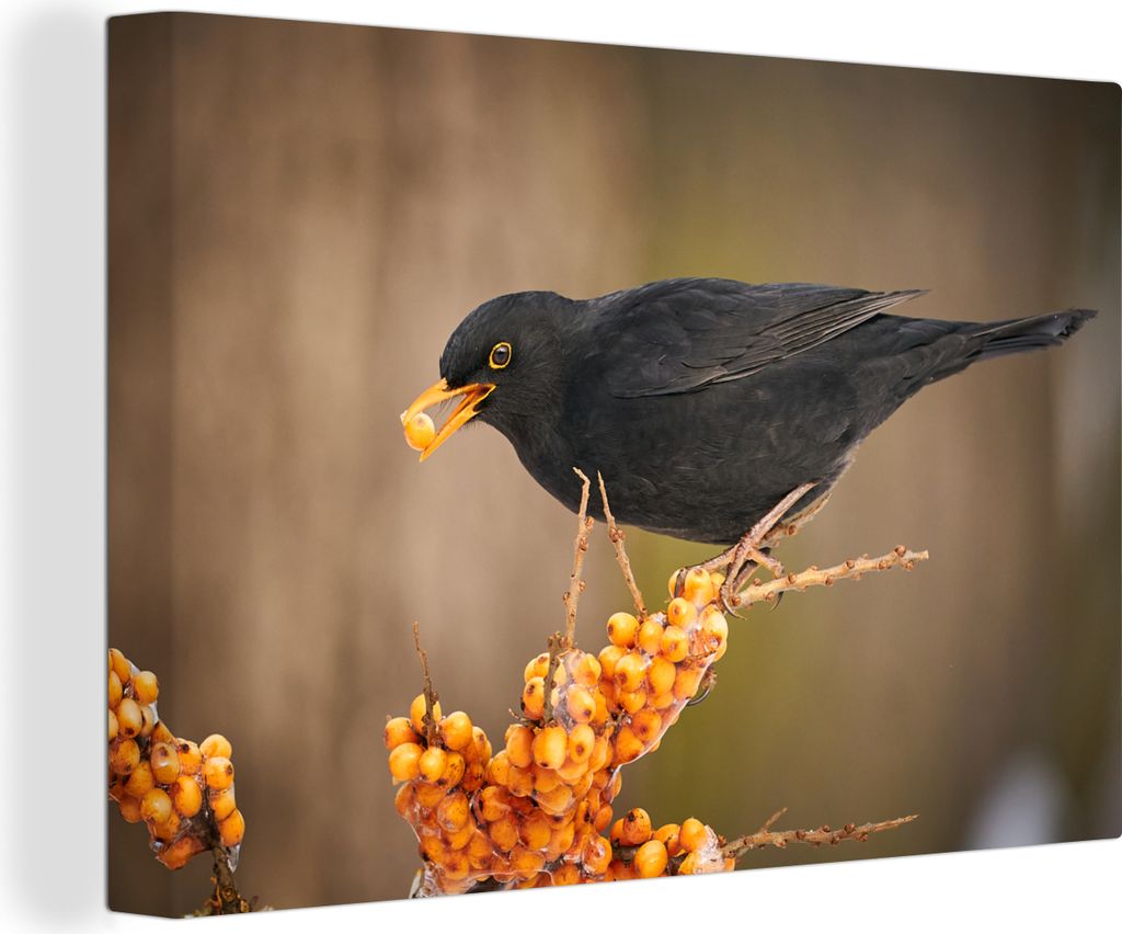 OneMillionCanvasses - Leinwandbilder - 140x90 cm, Vogel - Amsel - Winter - Eis - Beere, Wandbilder Kunstdruck Wanddekoration - Foto auf Leinwand ...