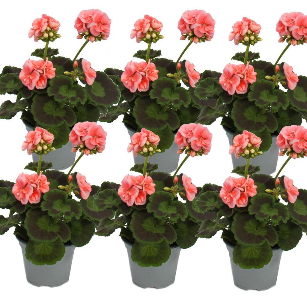 Pelargónia vzpriamená – Pelargonium zonale – kvetináč 12 cm Obrázok produktu 