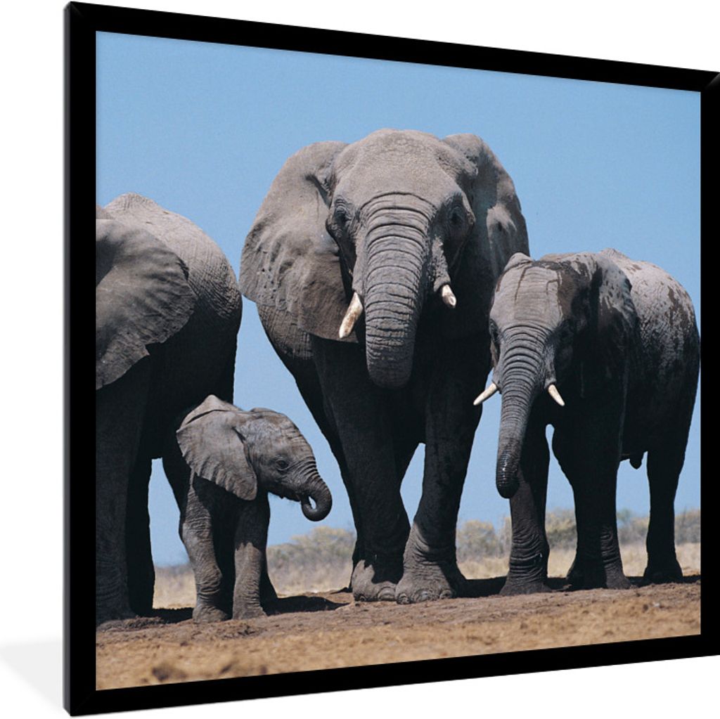 MuchoWow Gerahmtes Poster Vier Elefanten unter einem blauen Himmel 40x40 cm - Poster mit Schwarzem Bilderrahmen Wandposter Rahmen Foto Bilder - M...