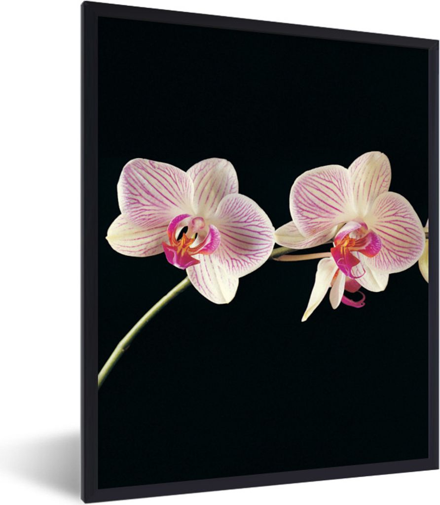 MuchoWow Gerahmtes Poster Orchidee - Blumen - Schwarz - Rosa - Knöpfe 60x80 cm - Poster mit Schwarzem Bilderrahmen Wandposter Rahmen Foto Bilder...