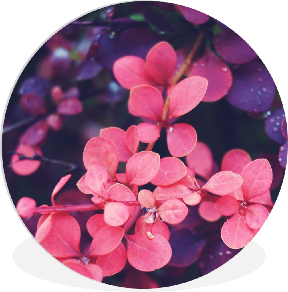 MuchoWow Rundes Wandbild - Runde Bilder Blumen - Lila - Natur Ø 60 cm Kreis Wanddekoration Kunststoff - Wandkreis - Wandschmuck - Wand Kreis - D...