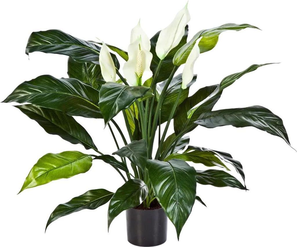 aplanta Künstliche Spathiphyllum - Big-Luna | 73 cm, für drinnen, Kunstbaum, wie echt, Allergiker geeignet, pflanzliche Dekoration Praxis, Office...