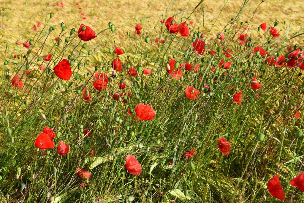 hansepuzzle 27227 - Klatschmohn Puzzle, 2000 Teile, Natur, 90,0 x 60,0cm mit hochwertiger Aufbewahrung, Kartonbox und wiederverschließbarem Beutel
