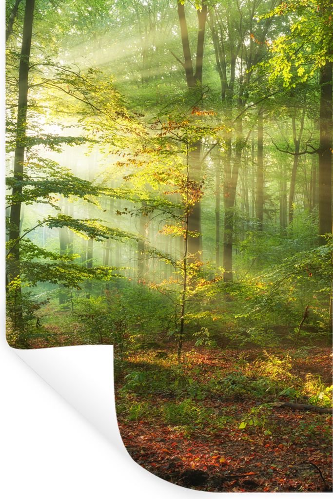 MuchoWow Wandtattoo Wandsticker Wandaufkleber Sonne - Wald - Bäume - Natur - Herbst 40x60 cm Selbstklebend und Repositionierbar - Wierderverwend...