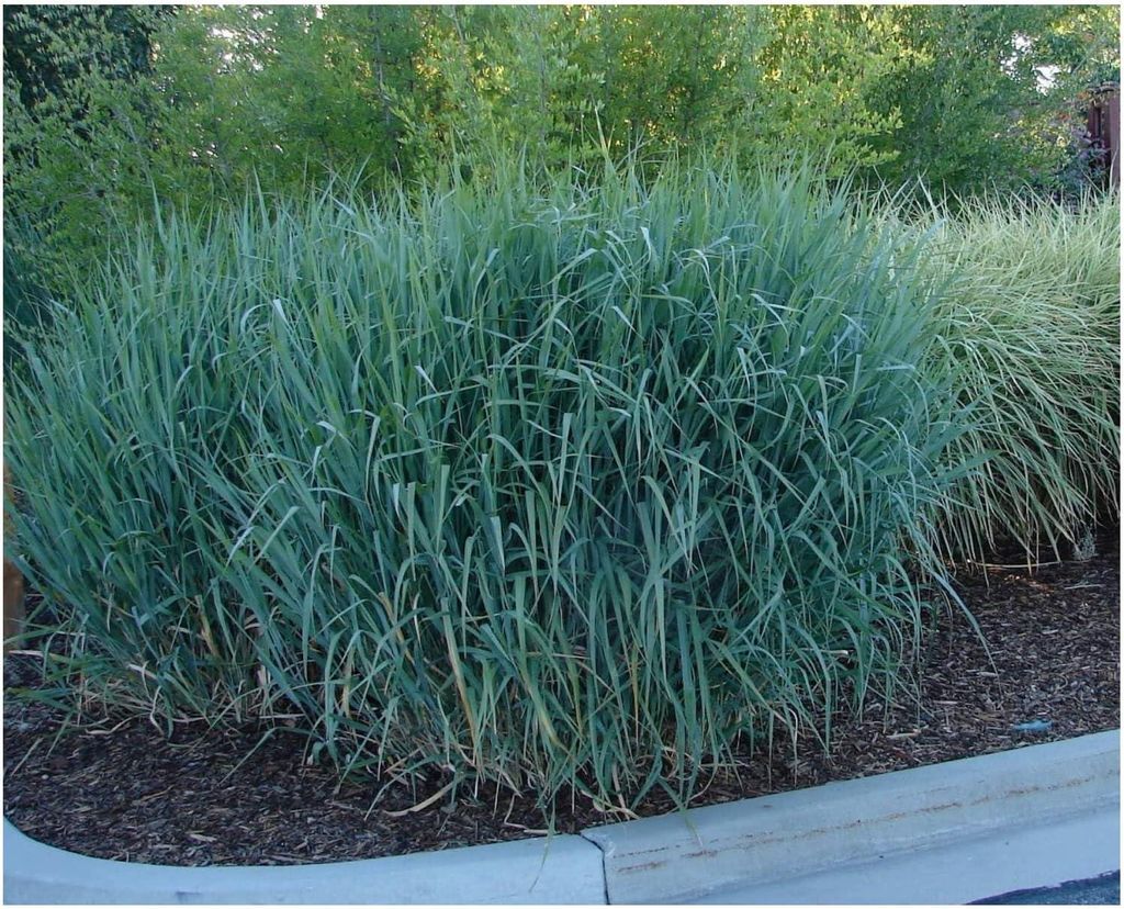Stauden Gänge 10 x Panicum virgatum 'Dallas Blues' im 1 Liter Topf - Blaue Rutenhirse - Kühle Blautöne für stilvolle Beete - Winterhart - Mehrj...