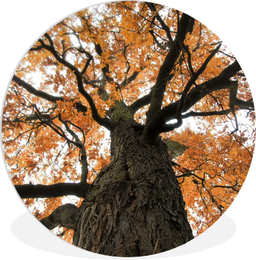 MuchoWow Rundes Wandbild - Runde Bilder Amerikanische Kastanie im Herbst Ø 60 cm Kreis Wanddekoration Kunststoff - Wandkreis - Wandschmuck - Wan...
