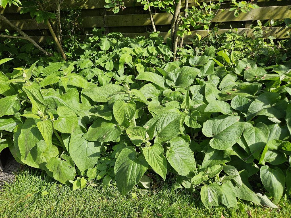 Russel-Brandkraut Phlomis russeliana – 10-25cm – Ø9cm – 60 Pflanzen – Staude – Winterhart – Bienenfreundlich – Gelbe Blüten