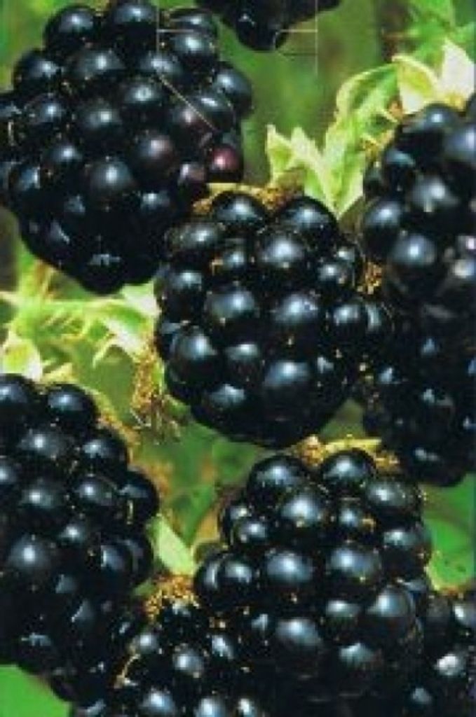 Rubus fruticosus Black Satin - Brombeere Black Satin
