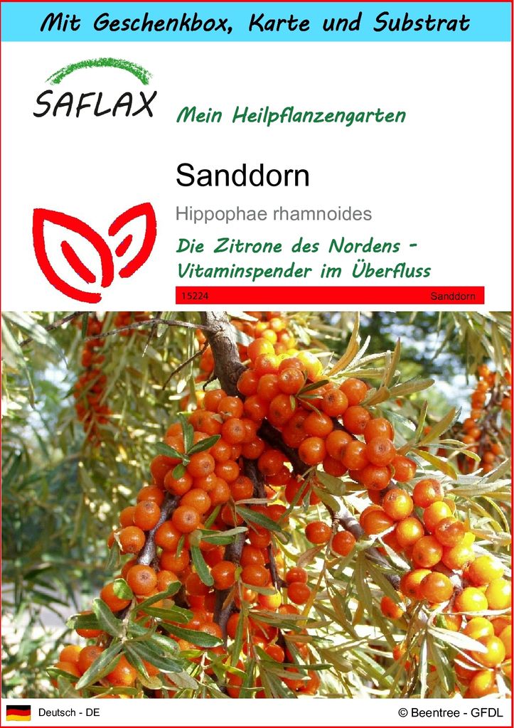 SAFLAX - Geschenk Set - Heilpflanzen - Sanddorn - 40 Samen - Mit Geschenk- / Versandbox, Versandaufkleber, Geschenkkarte und Anzuchtsubstrat - Hipp...