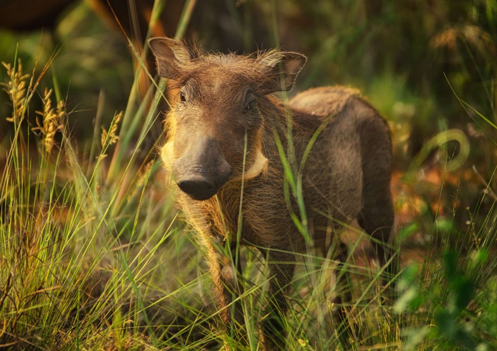 hansepuzzle 83822 - Warzenschwein Puzzle, 260 Teile, Tierwelt, 41,0 x 28,0cm mit hochwertiger Aufbewahrung, Kartonbox & Beutel